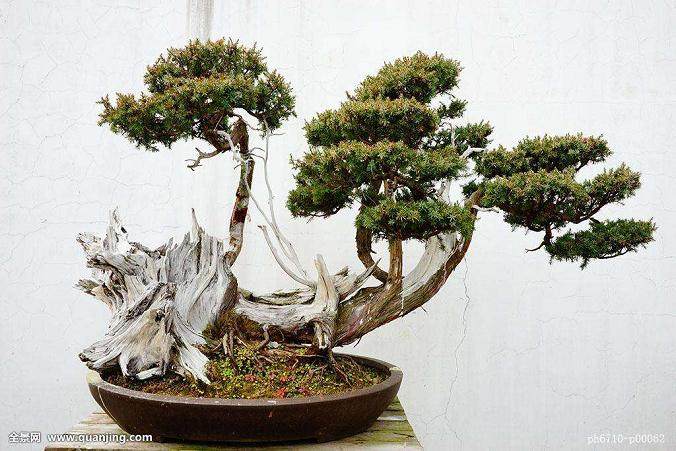 盆景在翻盆时 前两天要浇一次透水