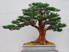 谈到多年来总结出的盆景教学经验