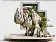 当今盆景艺术已在世界各地蓬勃发展