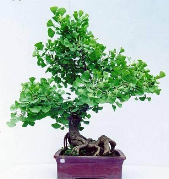 银杏盆景苗圃的养护方法