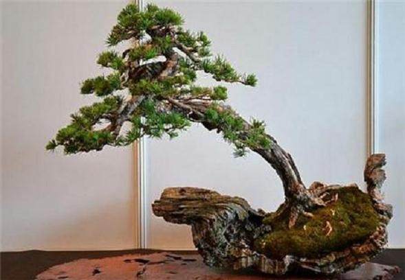 投资10000元就可以开花木盆景租卖店