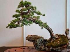 投资10000元就可以开花木盆景租卖店