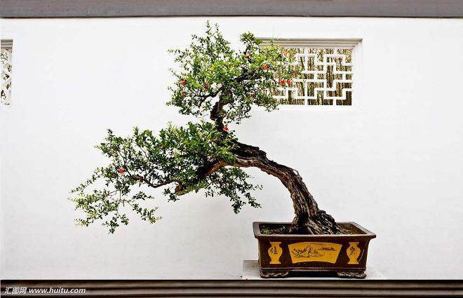 仅2001年 广州检疫出口的盆景就达273万多株