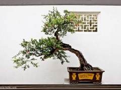 仅2001年 广州检疫出口的盆景就达273万多株