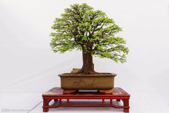 钟祥这里拥有成型盆景3000多盆 品种达200多个