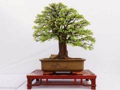 钟祥这里拥有成型盆景3000多盆 品种达200多个