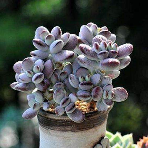 兰州多肉植物繁殖基地 存有100多万株多肉植物