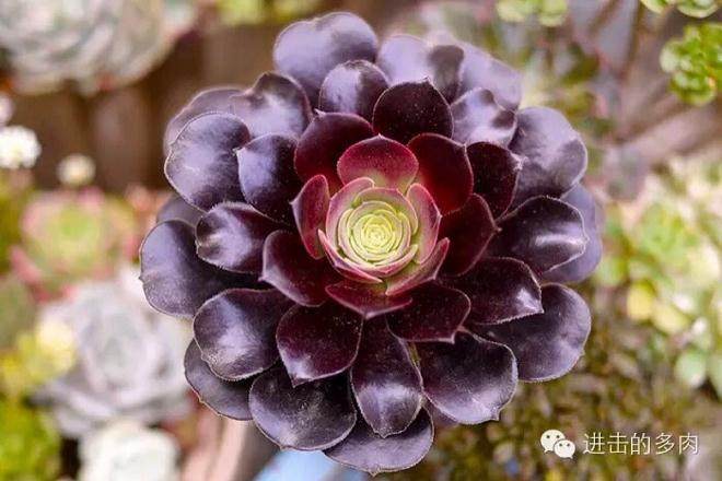 南京最大的多肉植物苗圃场 销售网络遍布全国