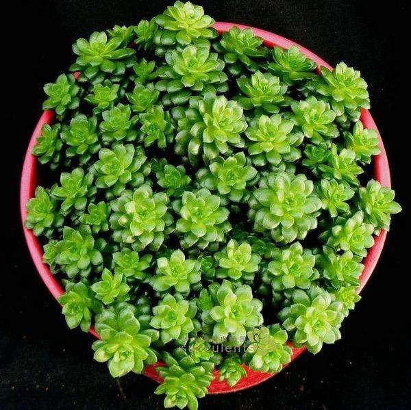 今年 多肉市场价格一路走低 甚至有崩盘的可能