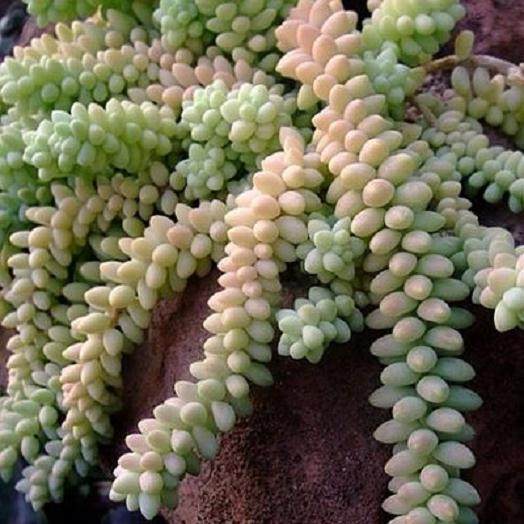 多肉植物玻璃殿锦的繁殖与栽培技术