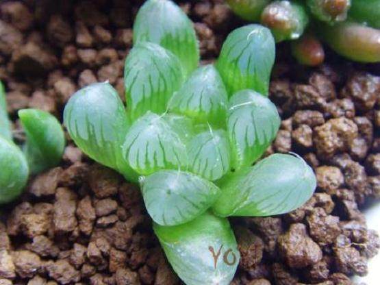 多肉植物玻璃殿锦的繁殖与栽培技术