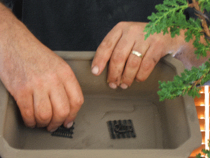 图解 老外盆景怎么蟠扎翻盘的方法