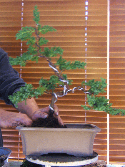 图解 老外盆景怎么蟠扎翻盘的方法