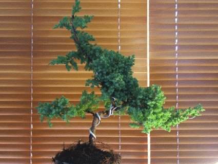 图解 老外盆景怎么蟠扎翻盘的方法