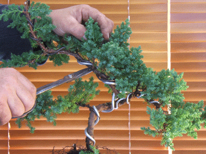图解 老外盆景怎么蟠扎翻盘的方法