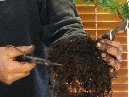 juniper root trim