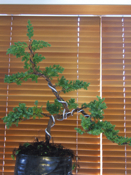 图解 老外盆景怎么蟠扎翻盘的方法