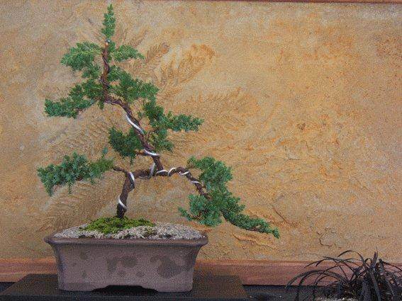 盆景的养护是非常简单的