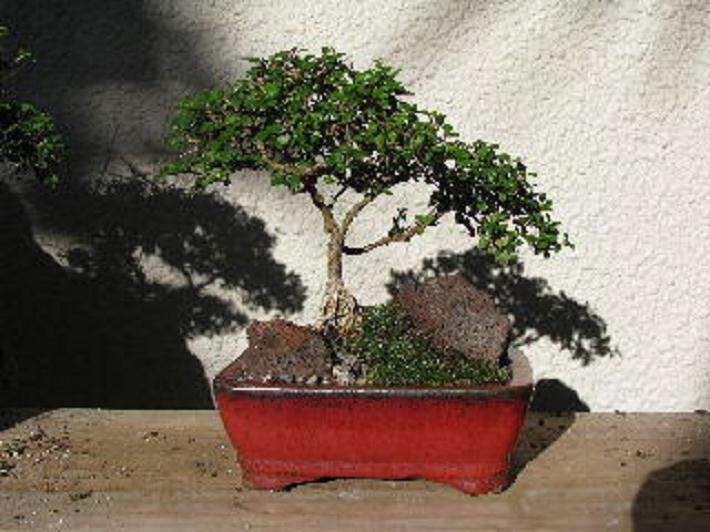 给新西兰的Coprosma盆景进行造型