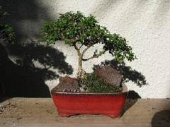 给新西兰的Coprosma盆景进行造型