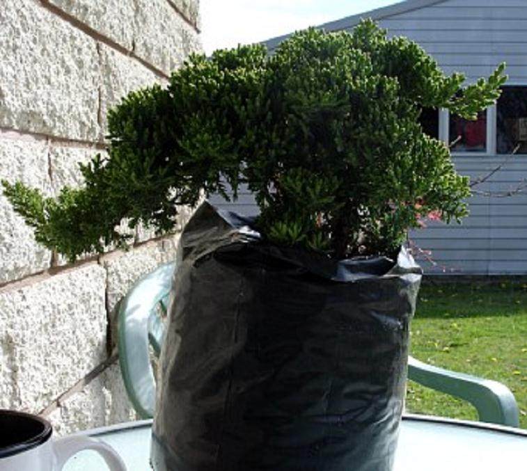 我第一次很快成为2011年春季开始的盆景之一