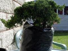 我第一次很快成为2011年春季开始的盆景之一