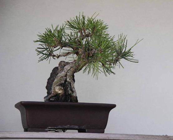 大约两周前我买了杜松盆景树