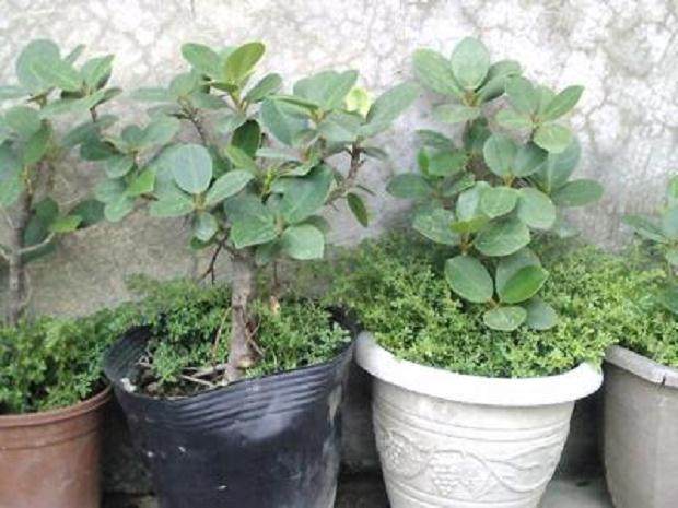 感谢您提供有关种植盆景的建议