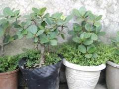 感谢您提供有关种植盆景的建议