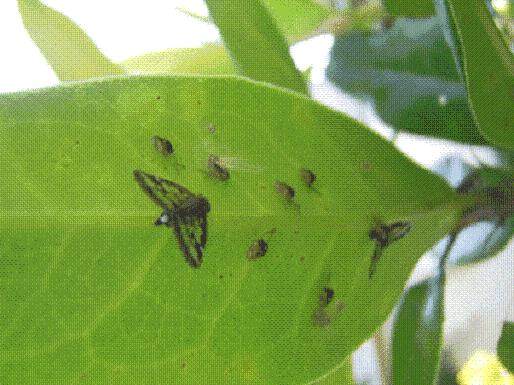 防控病虫害是从盆景附近移除寄主植物