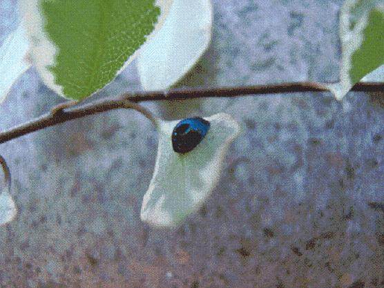 粉蚧是盆景中最严重的病虫害之一