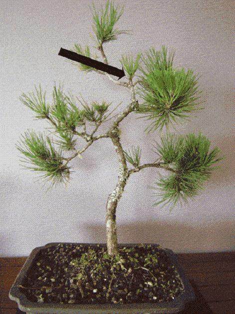 如何防治盆景虫害小袋蛾?