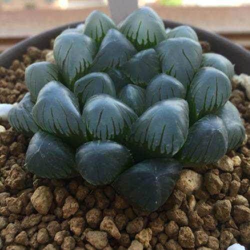 大紫万象多肉植物 报价1500 元