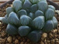 大紫万象多肉植物 报价1500 元