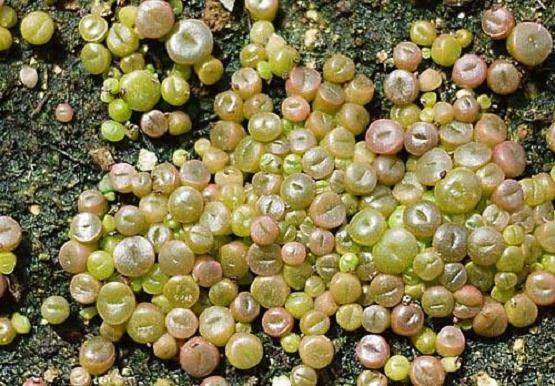 全国最大的多浆多肉植物展在武汉植物园举行