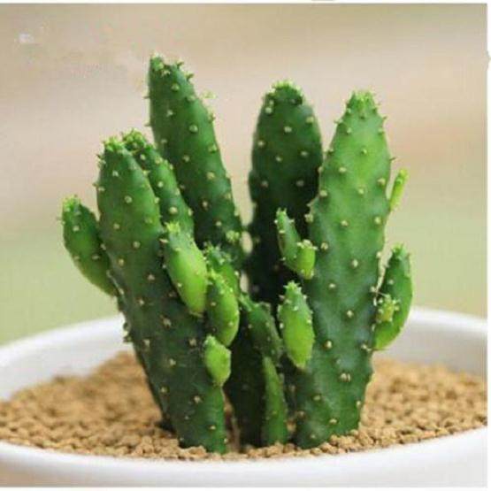 仙人掌多肉植物存在对癌细胞有很强杀伤力的物质