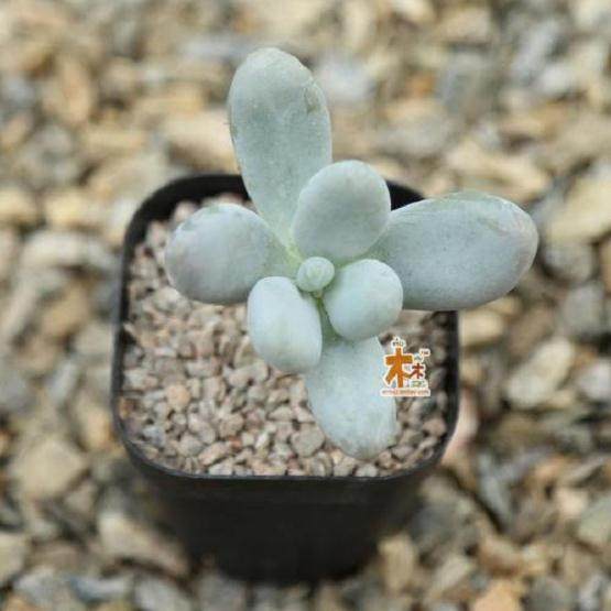 近年来 多肉植物价格一直往下走