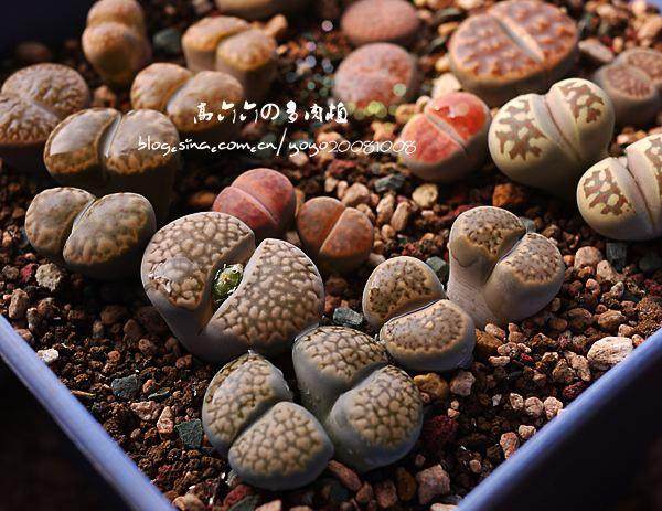 多肉植物精品展十一期间在北京植物园举办