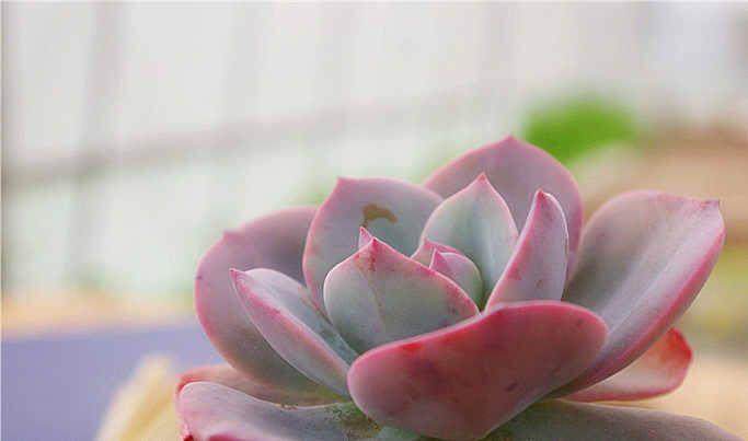 漳州市多肉植物去年总销售额达到15亿元