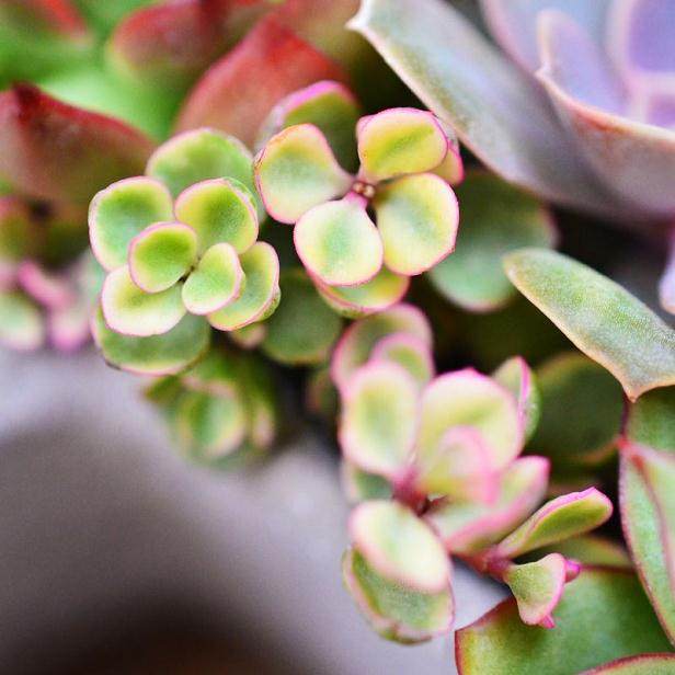 高考结束 购买多肉植物的学生比平时明显增多