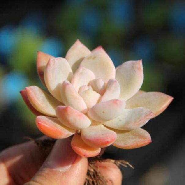 如今厦门植物园已经保存了千余种多肉植物