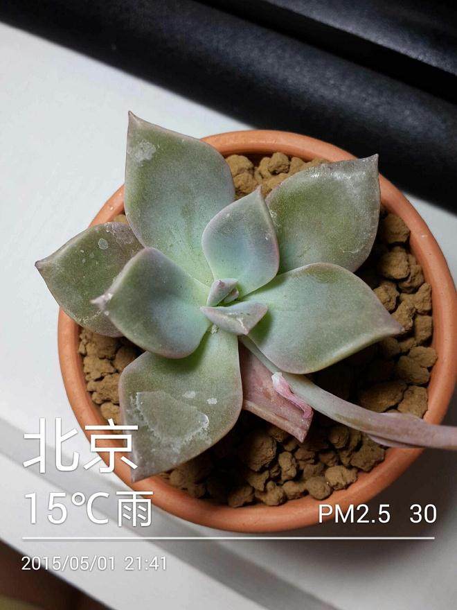 多肉植物防辐射是假的吗?