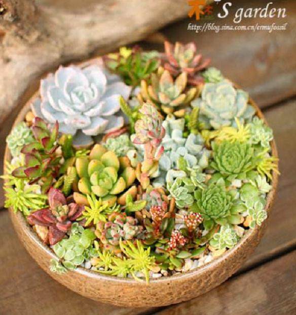 北京多肉植物的需求量上升是涨价的主要原因