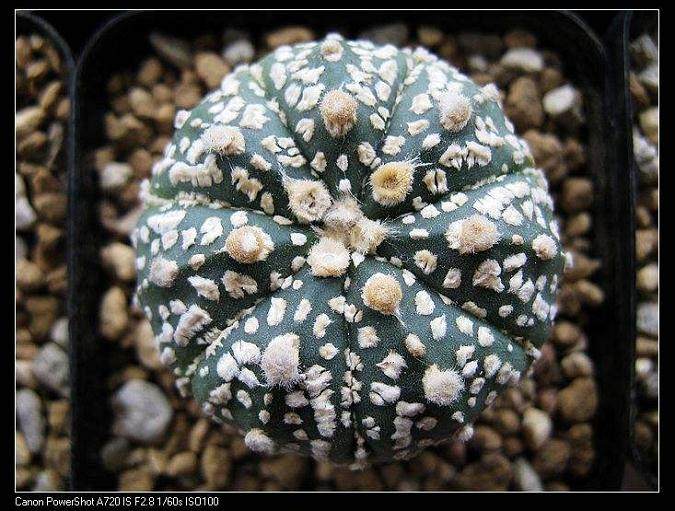 芷秋原在上海陕西南路的多肉沙龙已经小有名气