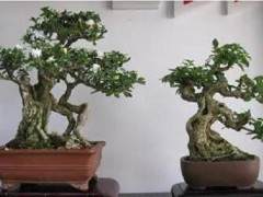 北京盆景批发 进价低 利润大 图片