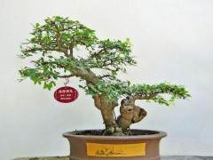 陈化店镇首先培育成为全市盆景盆花生产基地