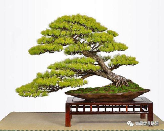 2018年台北的松柏盆景展