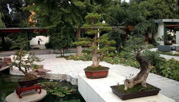 2018安阳市金秋盆景展