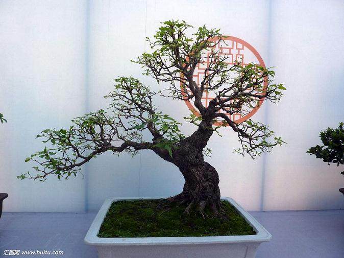 4000余花卉盆景将亮相农博会