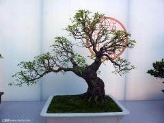 4000余花卉盆景将亮相湖北省农博会